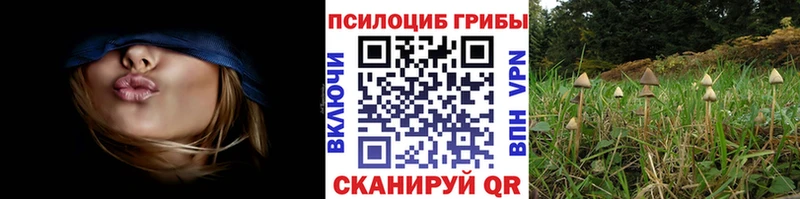 Псилоцибиновые грибы Psilocybine cubensis  цены   darknet как зайти  Севастополь 